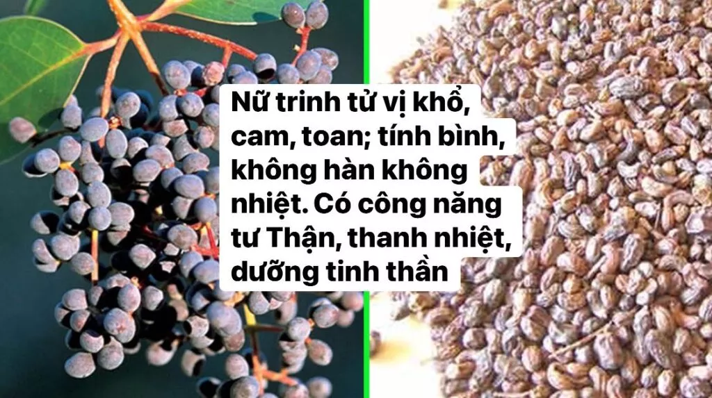 Nữ trinh tử